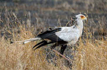 secretary bird in the serengeti