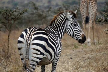 Obraz premium zebra in the serengeti park