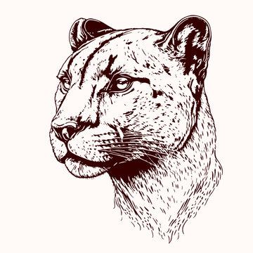 Cougar, pather or mountain lion portrait. Engraving etching art. 