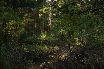 Obraz premium Muir Woods National Monument near San Francisco, California