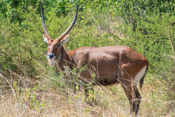 Common waterbuck with impressive horns, Lake Mburo National Park, Uganda