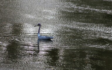 Bird on Flood Water - Orlando Florida