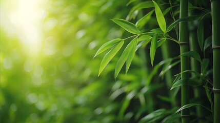 green bamboo stems and leaves with soft natural light in the background. Concept of nature, growth, and tranquility