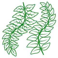 Different green leaves of trees and plants, leaf and swirls branches shapes collection. Stock vector contour icons isolated white background for ecographic, natural design, vegan logo, bio labels