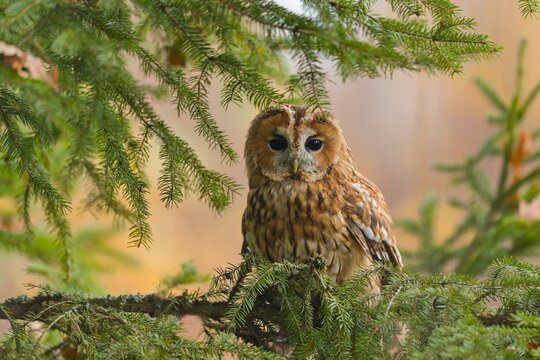 A tawny owl sits on the spruce twig. attractive owl portrait with blurred background. Strix aluco. Wildlife scene from european nature.
