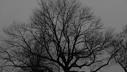 Winter tree before a storm 