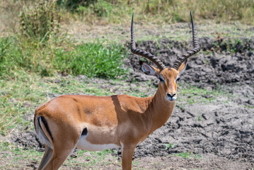 Tommy antelope stands peacefully, Lake Mburo National Park, Uganda