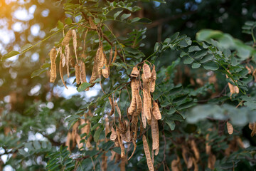 Close-up of a tree branch with green leaves and dried seed pods. Sunlight filtering through the leaves adds warmth to the scene, showcasing the natural reproductive cycle of plants