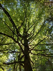 Fototapeta premium Green Treetop with backlight, tree trunk