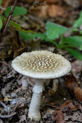 mushroom in the forest at sile, istanbul