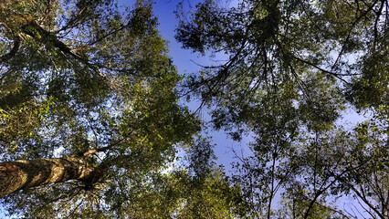 Fototapeta premium Looking up through trees