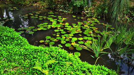 Lilly pads