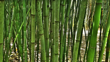 Obraz premium Bamboo