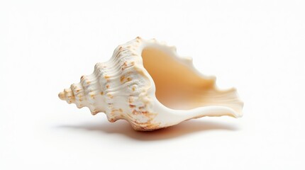 Close-up of empty seashell isolated on white background