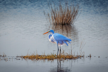 A white Eastern great egret is standing in the water