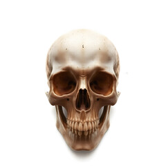 Human skull isolated on white background. 