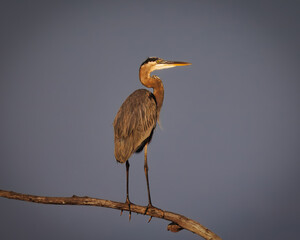 A large gray-blue heron is standing on a branch