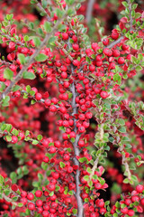 In the autumn, a decorative bush of the cotoneaster horizontalis grows in the garden