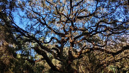Mother tree
