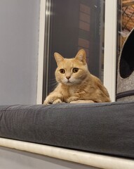 ginger cat on the window sill