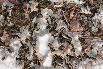 Fresh snow and ice on pile of leaves. ice during winter seasons.  Natural abstraction. frozen leaves on the ground in winter season