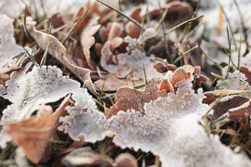 Fresh snow and ice on pile of leaves. ice during winter seasons.  Natural abstraction. frozen leaves on the ground in winter season
