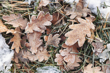 Texture of some leaves covered by snow and ice on a winter day. frozen leafs, winter, wintery leafs, frost, cold, leaves on the ground, ground frost,