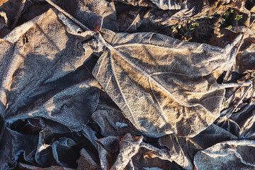 Texture of some leaves covered by snow and ice on a winter day. frozen leafs, winter, wintery leafs, frost, cold, leaves on the ground, ground frost,