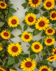 Obraz premium field of sunflowers