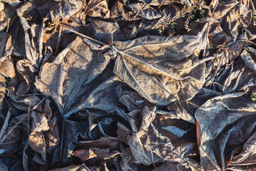 Texture of some leaves covered by snow and ice on a winter day. frozen leafs, winter, wintery leafs, frost, cold, leaves on the ground, ground frost,