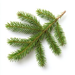 pine branch tree isolated on white background. element for bouquets. Branches greenery elements of plant on white background. Merry christmas, happy new year.