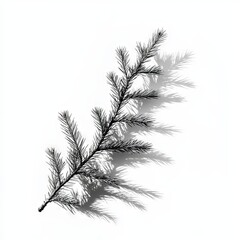 pine branch tree isolated on white background. element for bouquets. Branches greenery elements of plant on white background. Merry christmas, happy new year.