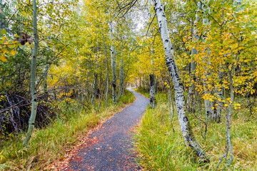 Walking path through an aspen tree grove dressed in autumn foliage on a cloudy day, the Eastern Sierra mountains, California