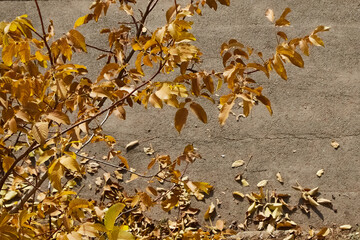 Yellowing walnut leaves on branches against a gray wall on a sunny day, arrival of autumn, yellowing leaves on branches
