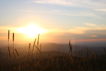 sunset in the field