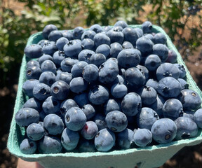 Fresh Picked Blueberries