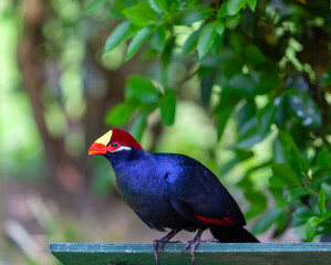 African turaco, turaco violaceous