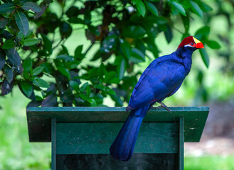 African turaco, violet turaco