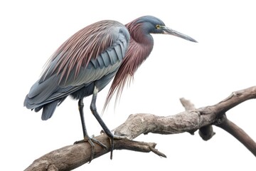 Fototapeta premium A bird sits on a branch, its long beak prominent