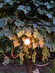 A picturesque scene of a grapevine trellis bathed in gentle lighting, offering a tranquil setting...