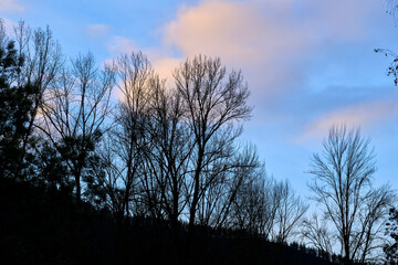 Silhouettes of bare trees at dusk in the Cabuerniga Valley, Cantabria, Spain. © Mikel