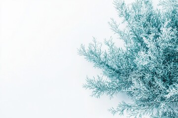 Close-up shot of a plant on a white background, ideal for highlighting details or adding to designs