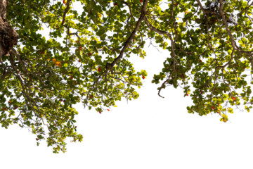 Tree branches with green leaves coming from the top, isolated on transparent background