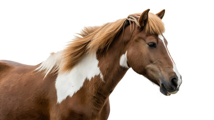 Naklejka premium a horse with a white spot on its head isolated on white background.AI GENERATED