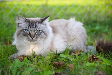 Obraz premium helle Katze mit blauen Augen