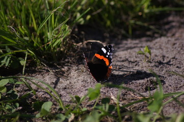 Schmetterling