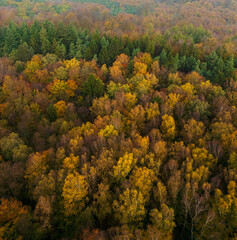 Top View of a forest, dressed in autumn colors 