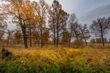 A field of trees with a cloudy sky in the background