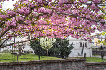 Tree with pink flowers is in front of a brick wall