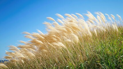 Tall blades of grass swaying in the breeze on a sunny day